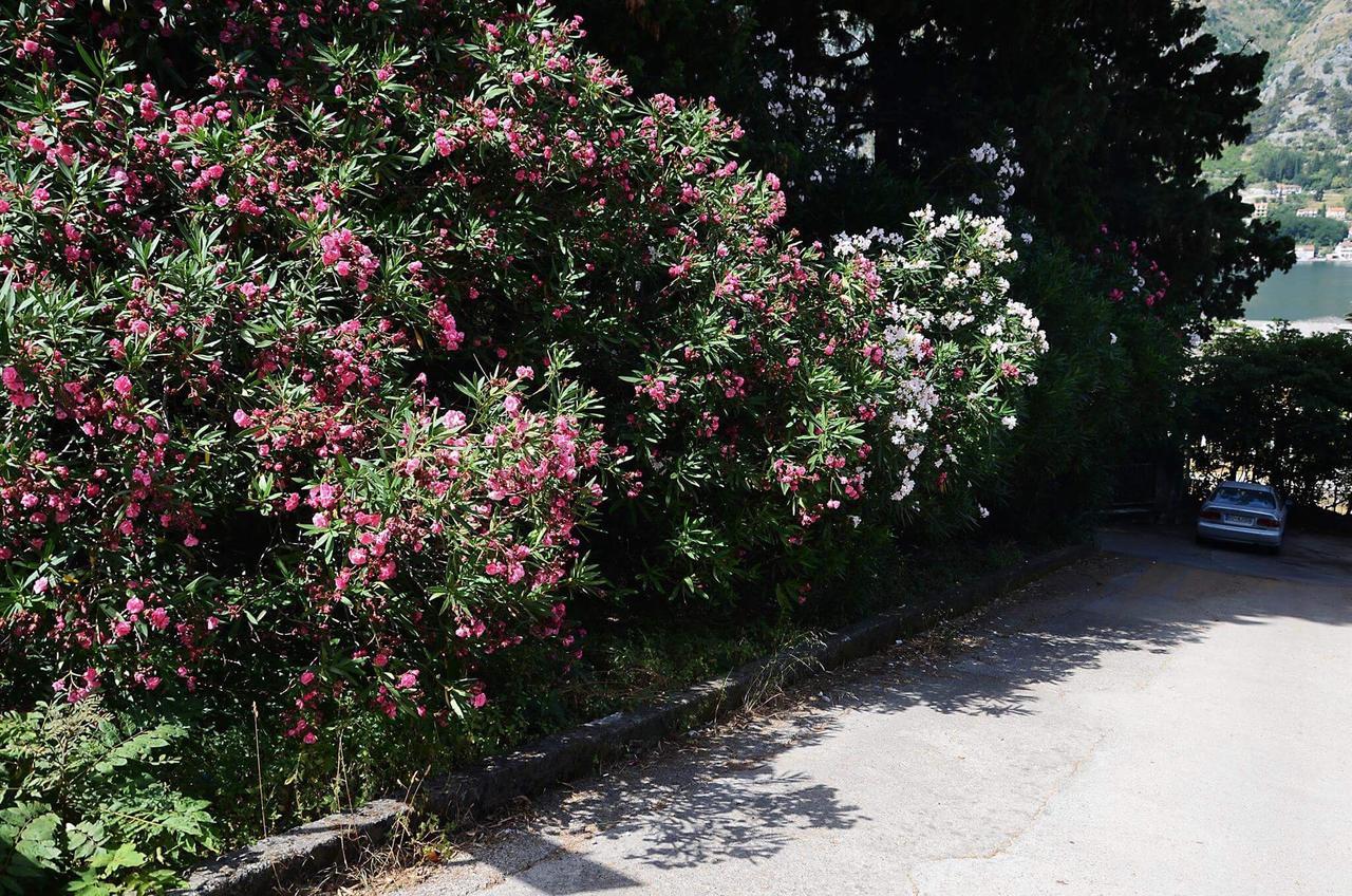 Apartment Garden Kotor Buitenkant foto